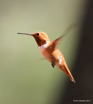 Rufous Hummingbird male, Paradise, AZ, 8-18-15, Jp_7262.JPG