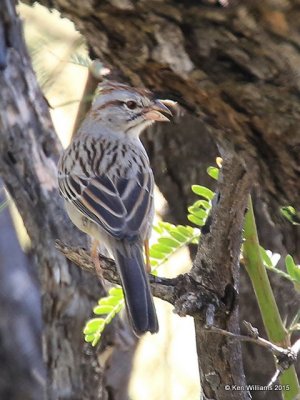 Rufous-winged Sparrow, Madera Canyon, AZ, 8-23-15, Jp_1626.JPG