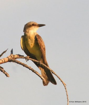 Tropical Kingbird, Sweetwater Wetland, Tucson, AZ, 8-24-15, Jp_2505.JPG