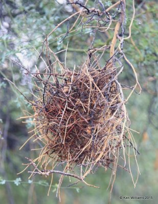 Verdin Nest, Sweetwater Wetland, Tucson, AZ, 8-25-15, Jp_2722.JPG