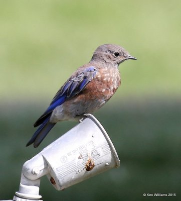 Western Bluebird - juvenile, Ruidoso, NM, 8-14-15, Jp_4556.JPG