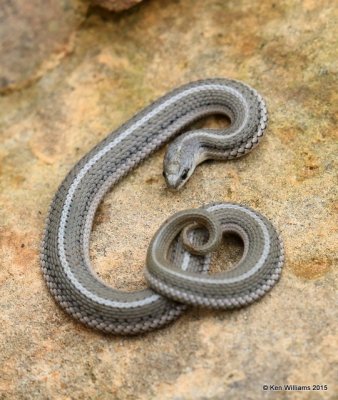 Lined Snake, Rogers Co yard, OK, 9-30-15, Jp_36083.JPG