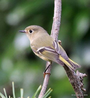 Ruby-crowned Kinglet, Rogers Co yard, OK, 10-1-15, Jp_36253.JPG