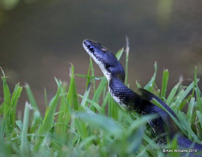 Black Rat Snake, Delaware Co, OK, 8-6-15, Jp_32553.JPG