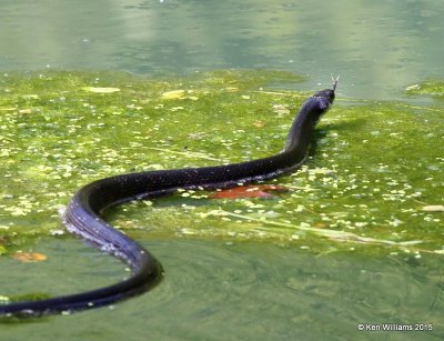 Black Rat Snake with spider on head, Delaware Co, OK, 8-6-15, Jp_32570.JPG