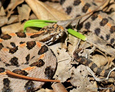 Pygmy Rattlesnake head and rattlers, Tulsa Co, OK, 9-19-15, Jp_34794.JPG
