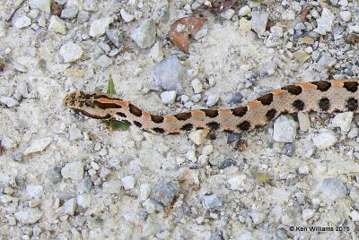 Pygmy Rattlesnake head, Tulsa Co, OK, 9-19-15, Jp_34755.JPG