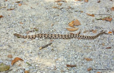 Pygmy Rattlesnake, Tulsa Co, OK, 9-19-15, Jp_34761.JPG