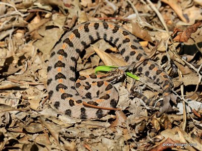 Pygmy Rattlesnake, Tulsa Co, OK, 9-19-15, Jp_34789.JPG