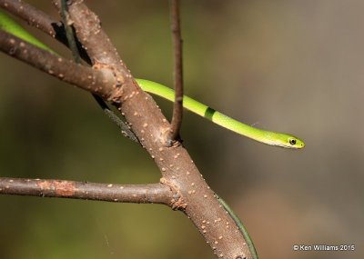 Northern Rough Greensnake, Tulsa Co, OK, 10-20-2015 Jp_37796.JPG