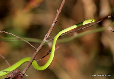 Northern Rough Greensnake, Tulsa Co, OK, 10-20-2015 Jp_37812.JPG