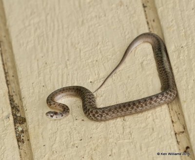 Texas Brown Snake, Nowata Co, OK, 6-30-15, Jp8_31957.JPG