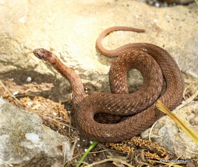 Texas Brown Snake, Nowata Co, OK, 6-30-15, Jp8_32006.JPG