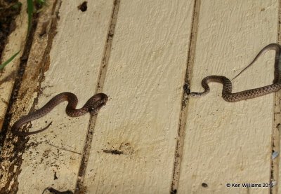 Texas Brown Snake, male right & female left, Nowata Co, OK, 6-30-15, Jp8_31971.JPG