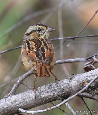 Swamp Sparrow, Sequoyah Co, OK, 11-2-15, Jp_38213.JPG