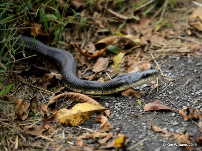 Black Rat Snake, Sequoyah Co, OK, 11-2-15, Jp_38305.JPG
