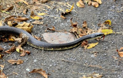 Black Rat Snake, Sequoyah Co, OK, 11-2-15, Jp_38337.JPG