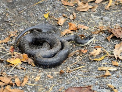 Black Rat Snake, Sequoyah Co, OK, 11-2-15, Jp_38345.JPG