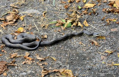 Black Rat Snake, Sequoyah Co, OK, 11-2-15, Jp_38359.JPG