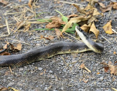 Black Rat Snake, Sequoyah Co, OK, 11-2-15, Jp_38371.JPG