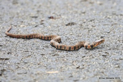 Northern Banded Watersnake, Sequoyah Co, OK, 11-2-15, Jp_38470.JPG