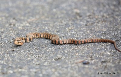 Northern Banded Watersnake, Sequoyah Co, OK, 11-2-15, Jp_38476.JPG