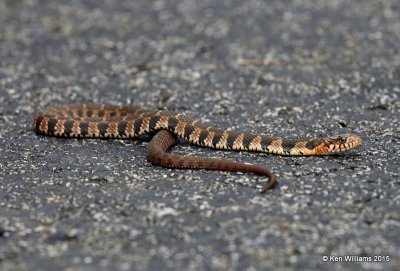 Northern Banded Watersnake, Sequoyah Co, OK, 11-2-15, Jp_38503.JPG