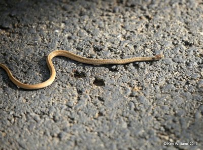 Texas Brown Snake, Sequoyah Co, OK, 11-2-15, Jp_38525.JPG