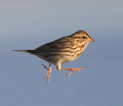 Savannah Sparrow, Tulsa Co, OK, 11-13-15, Jp_388693.JPG