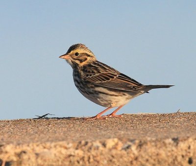 Savannah Sparrow, Tulsa Co, OK, 11-13-15, Jp_38907.JPG