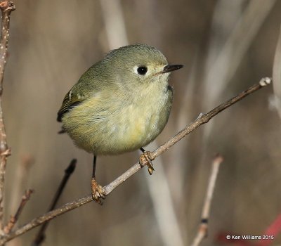 Ruby-crowned Kinglet, Sequoyah Co, OK, 12-18-15, Jp_42726.JPG