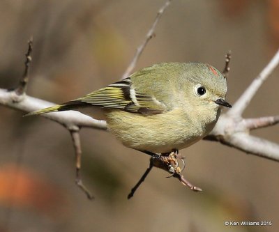 Ruby-crowned Kinglet, Sequoyah Co, OK, 12-18-15, Jp_42802.JPG