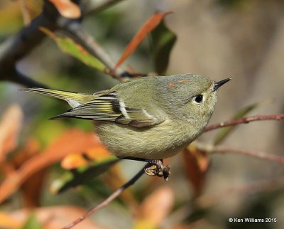Ruby-crowned Kinglet, Sequoyah Co, OK, 12-18-15, Jp_42808.JPG