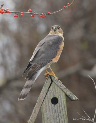 Sharp-shinned Hawk adult, Rogers Co yard, OK, 12-20-15, Jp_42982.JPG