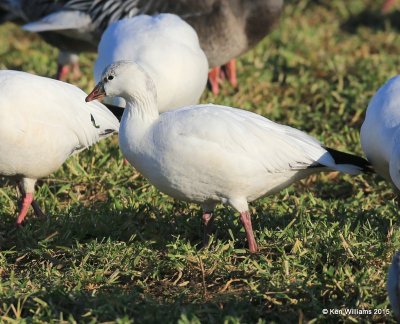 Ross's Goose juvenile, Sequoyah Co, OK, 12-18-15, Jp_42512.JPG