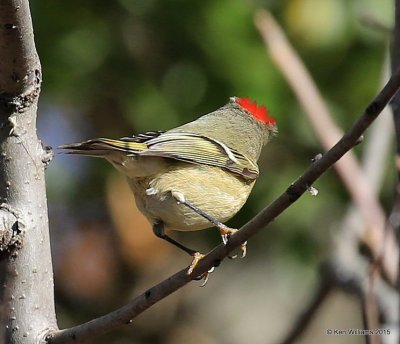 Ruby-crowned Kinglet, Sequoyah Co, OK, 12-18-15, Jp_42753.JPG