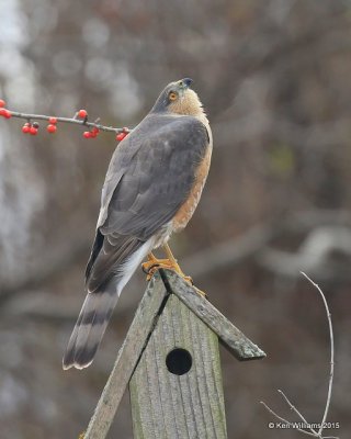 Sharp-shinned Hawk adult, Rogers Co yard, OK, 12-20-15, Jp_42968.JPG