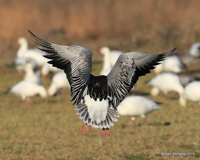 Snow Geese dark adult back, Sequoyah Co, OK, 12-18-15, Jp_42308.JPG