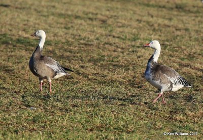 Snow Geese dark adult left and intermediate adult right, Sequoyah Co, OK, 12-18-15, Jp_42474.JPG