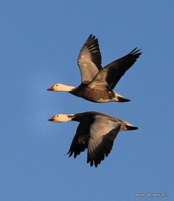 Snow Geese dark adults, Sequoyah Co, OK, 12-18-15, Jp_41938.JPG