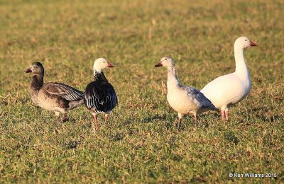 Snow Geese dark juvenile & adult left & white juvenile & adult right , Sequoyah Co, OK, 12-18-15, Jp_41855.JPG