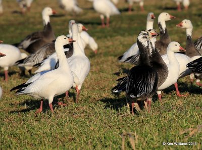 Snow Geese, Sequoyah Co, OK, 12-18-15, Jp_42198.JPG