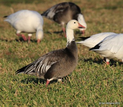 Snow Goose dark adult, Sequoyah Co, OK, 12-18-15, Jp_42189.JPG