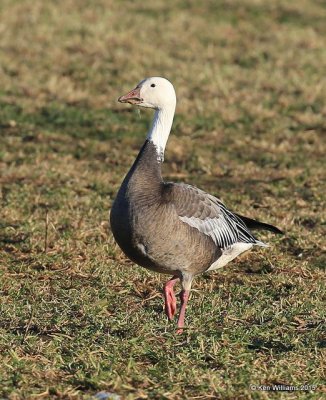 Snow Goose dark adult, Sequoyah Co, OK, 12-18-15, Jp_42472.JPG