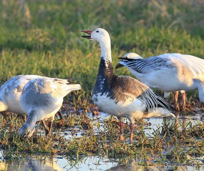 Snow Goose intermediate adult Sequoyah Co, OK, 12-18-15, Jp_42783.JPG