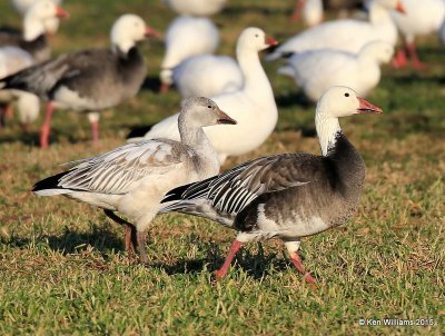 Snow Goose intermediate adult right and white juvenile left, Sequoyah Co, OK, 12-18-15, Jp2_42264.JPG