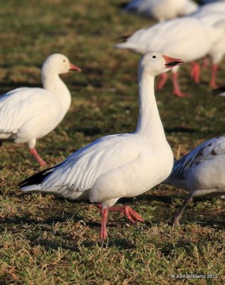 Snow Goose white adult, Sequoyah Co, OK, 12-18-15, Jp_42231.JPG