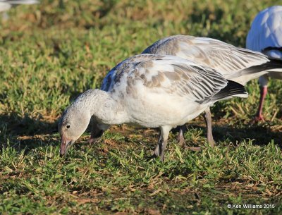 Snow Goose white juvenile, Sequoyah Co, OK, 12-18-15, Jp_42487.JPG