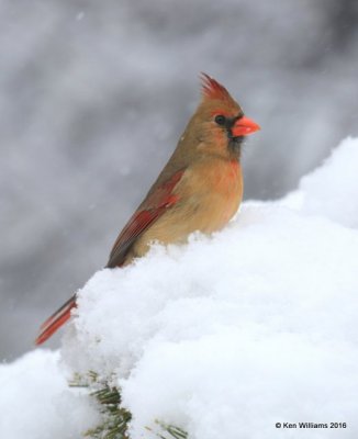 Northern Cardinal female, Rogers Co, OK, 1-9-16, Jp_448773.JPG