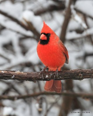 Northern Cardinal male, Rogers Co, OK, 1-9-16, Jp_44846.JPG